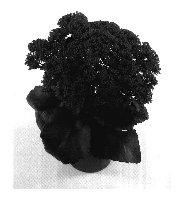 Figure 1 of US plant patent PP17967, the photograph of Fiveranda Red printed in the patent.