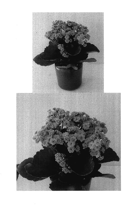 Figure 1 of US plant patent PP17968, the photograph of Don Domingo printed in the patent.