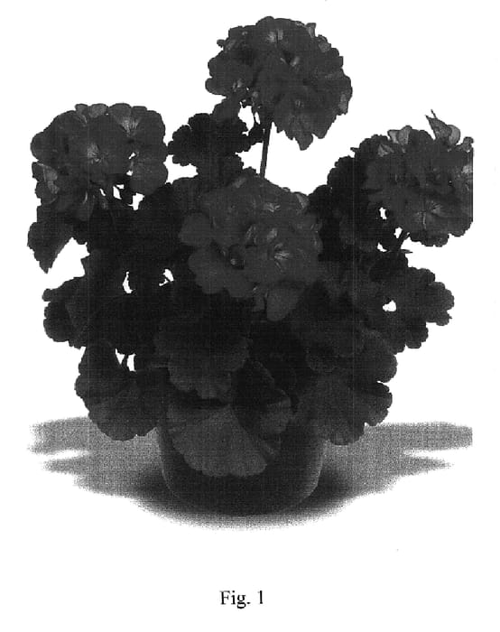 Figure 1 of US plant patent PP17969, the photograph of Maestro Deep Lavender printed in the patent.