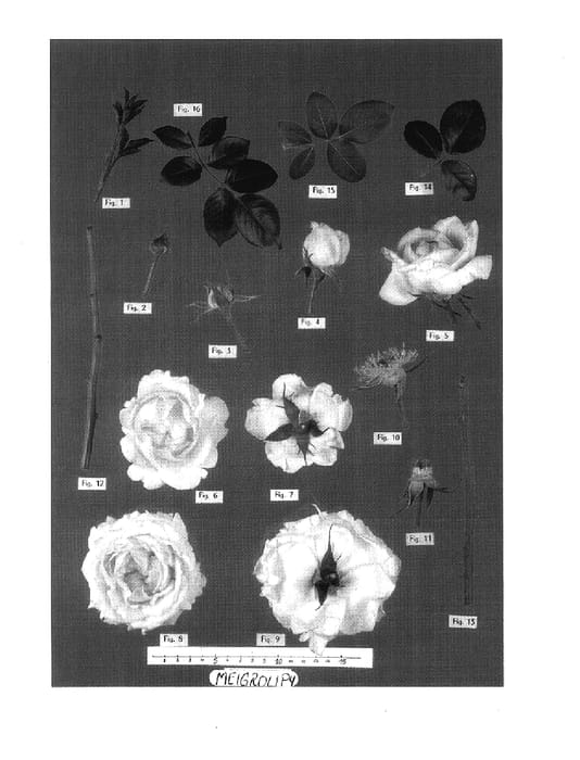 Figure 1 of US plant patent PP17970, the photograph of Meigroupy printed in the patent.