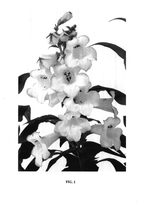 Figure 1 of US plant patent PP17971, the photograph of Pheni Ablos printed in the patent.