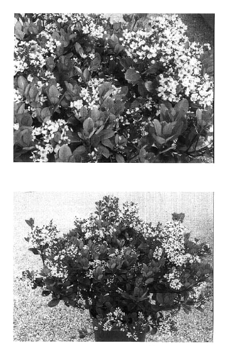 Figure 1 of US plant patent PP17972, the photograph of Wilcor printed in the patent.