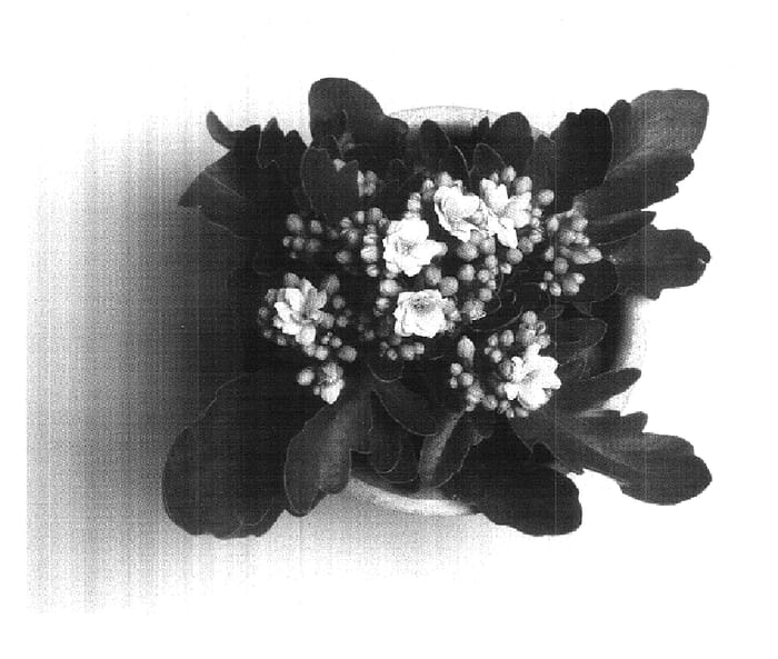 Figure 1 of US plant patent PP17973, the photograph of AFRICAN PEARL printed in the patent.