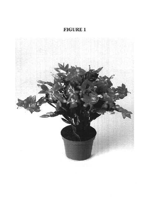 Figure 1 of US plant patent PP17974, the photograph of THOR-KIRI printed in the patent.