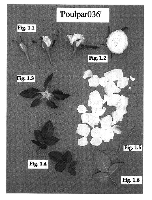 Figure 1 of US plant patent PP17975, the photograph of Poulpar036 printed in the patent.
