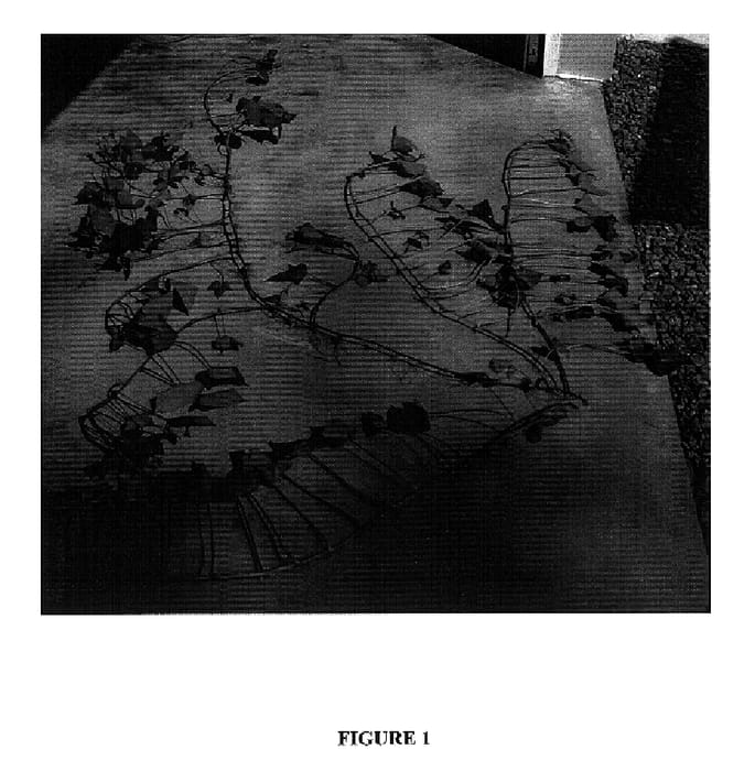 Figure 1 of US plant patent PP17976, the photograph of Stokes purple printed in the patent.
