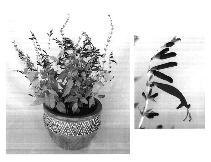 Figure 1 of US plant patent PP17977, the photograph of Golden Delicious printed in the patent.