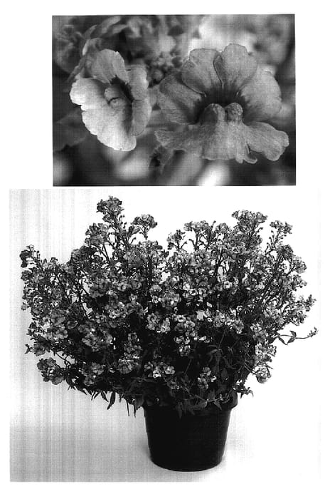 Figure 1 of US plant patent PP17978, the photograph of Inuprasp printed in the patent.