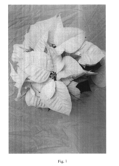 Figure 1 of US plant patent PP17979, the photograph of Gala White printed in the patent.