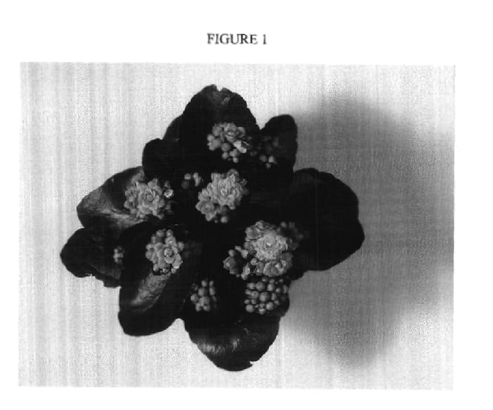 Figure 1 of US plant patent PP17980, the photograph of JODIE printed in the patent.