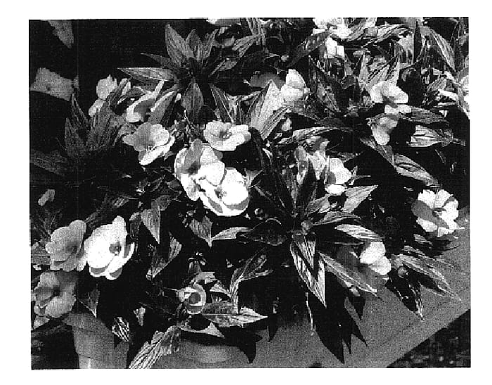 Figure 1 of US plant patent PP17981, the photograph of KLEI04074 printed in the patent.