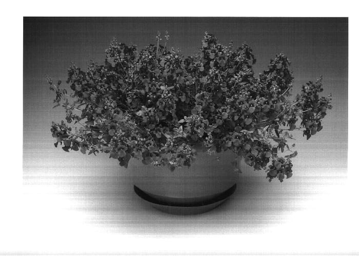 Figure 1 of US plant patent PP17982, the photograph of Divoro printed in the patent.