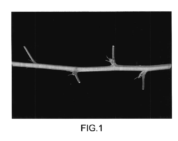Figure 1 of US plant patent PP17983, the photograph of Driscoll Thornless Sleeping Beauty printed in the patent.