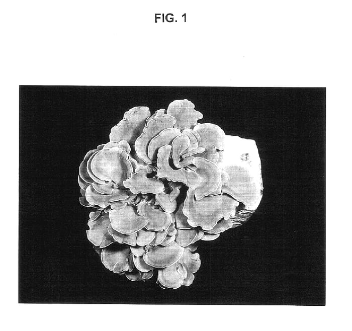 Figure 1 of US plant patent PP17984, the photograph of Hokuto NT-100 printed in the patent.