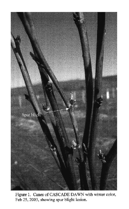 Figure 1 of US plant patent PP17985, the photograph of Cascade Dawn printed in the patent.