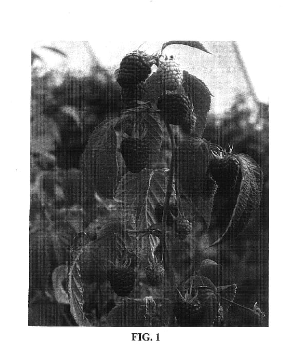 Figure 1 of US plant patent PP17986, the photograph of Joan Irene printed in the patent.