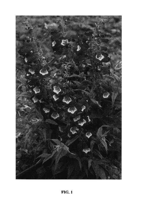 Figure 1 of US plant patent PP17987, the photograph of Pheni Magna printed in the patent.
