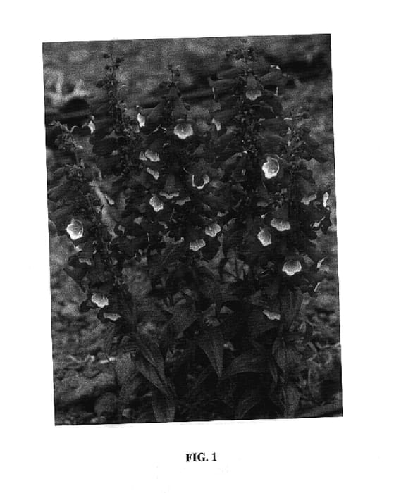 Figure 1 of US plant patent PP17988, the photograph of Pheni Reeda printed in the patent.