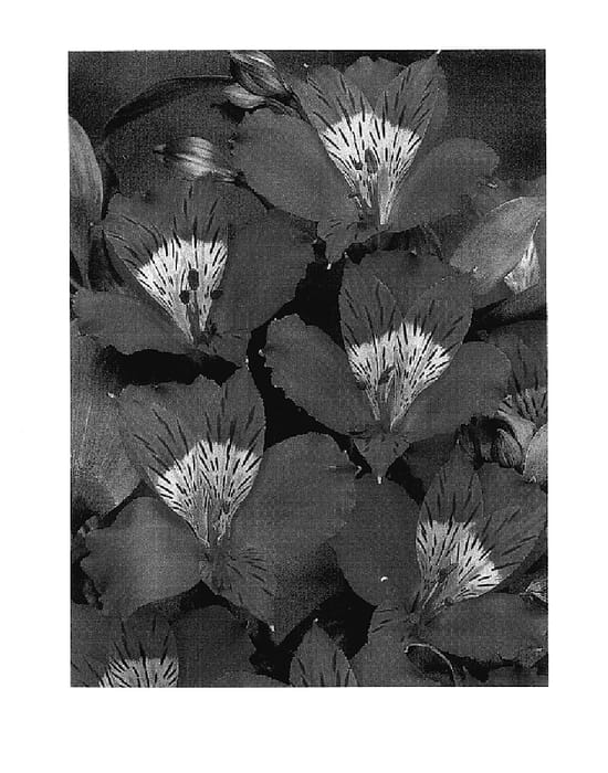 Figure 1 of US plant patent PP17989, the photograph of Zalsachap printed in the patent.