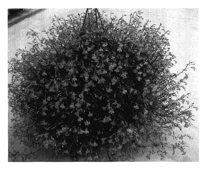 Figure 1 of US plant patent PP17990, the photograph of Grülo 04 printed in the patent.