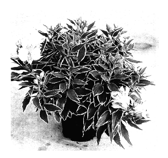 Figure 1 of US plant patent PP17991, the photograph of Zaprifabi printed in the patent.