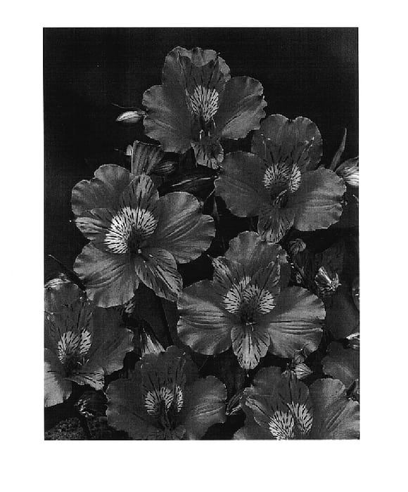 Figure 1 of US plant patent PP17992, the photograph of Zalsapaz printed in the patent.