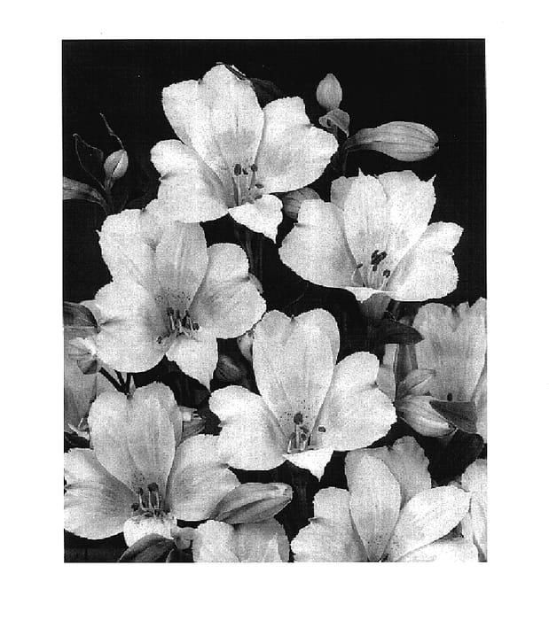 Figure 1 of US plant patent PP17993, the photograph of Zalsatai printed in the patent.