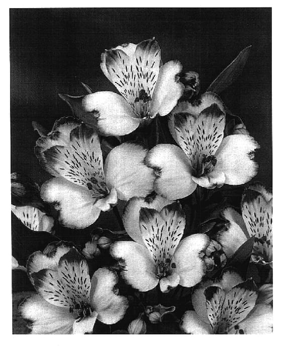 Figure 1 of US plant patent PP17994, the photograph of Zalsalix printed in the patent.