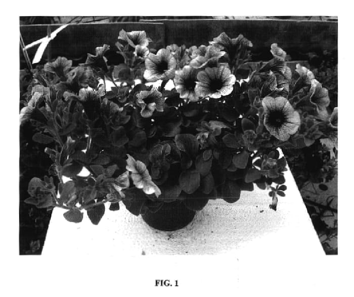 Figure 1 of US plant patent PP17995, the photograph of Jam Bluintwo printed in the patent.