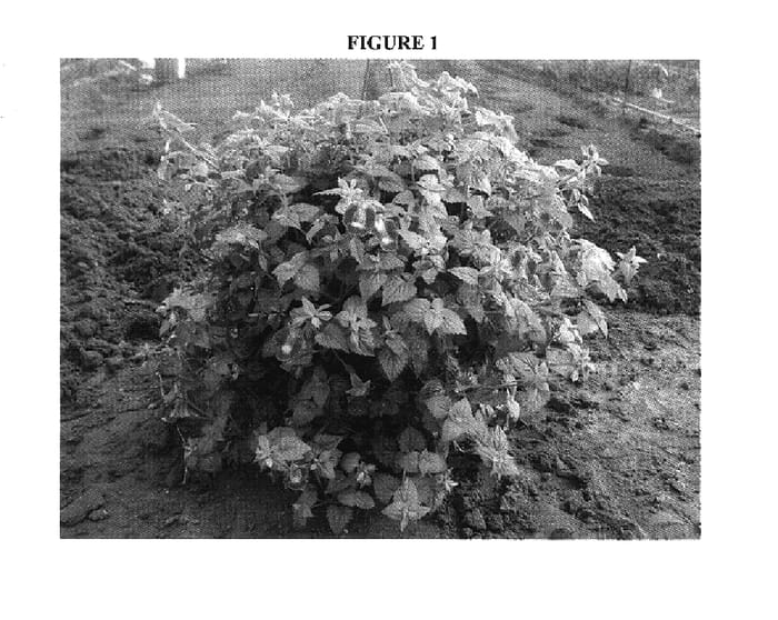 Figure 1 of US plant patent PP17996, the photograph of DANMOON15 printed in the patent.