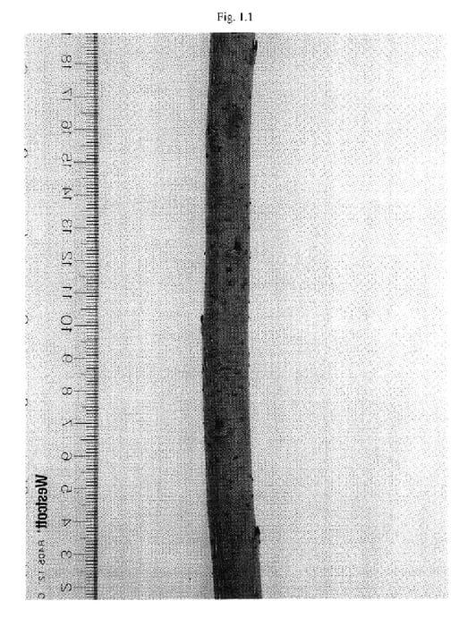 Figure 1 of US plant patent PP17997, the photograph of Otisco printed in the patent.