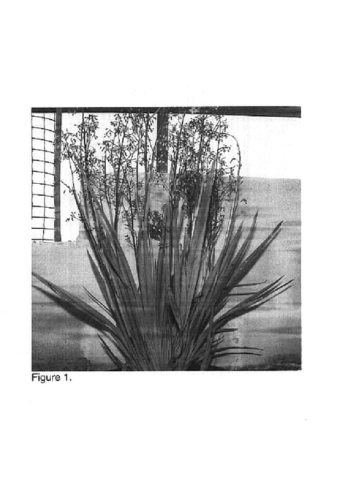 Figure 1 of US plant patent PP17998, the photograph of DBB03 printed in the patent.