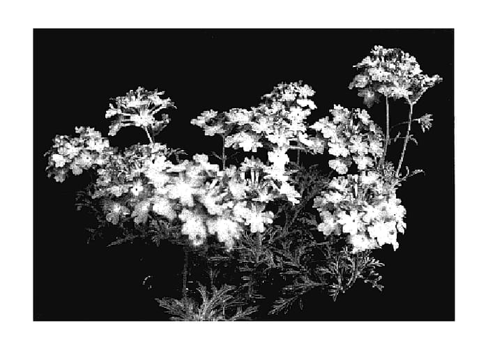 Figure 1 of US plant patent PP17999, the photograph of Sumverdi 01 printed in the patent.