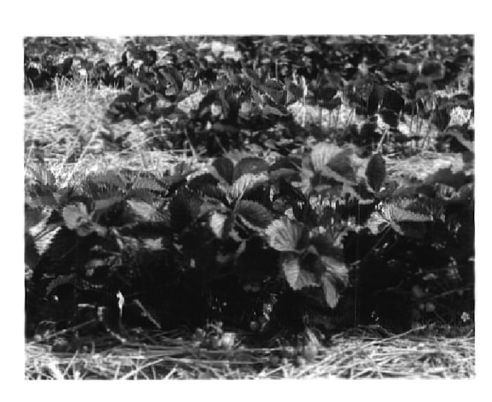Figure 1 of US plant patent PP18000, the photograph of Sonata printed in the patent.