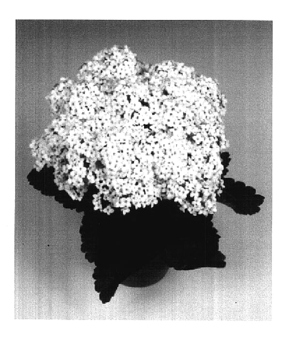 Figure 1 of US plant patent PP18001, the photograph of Snowdon printed in the patent.