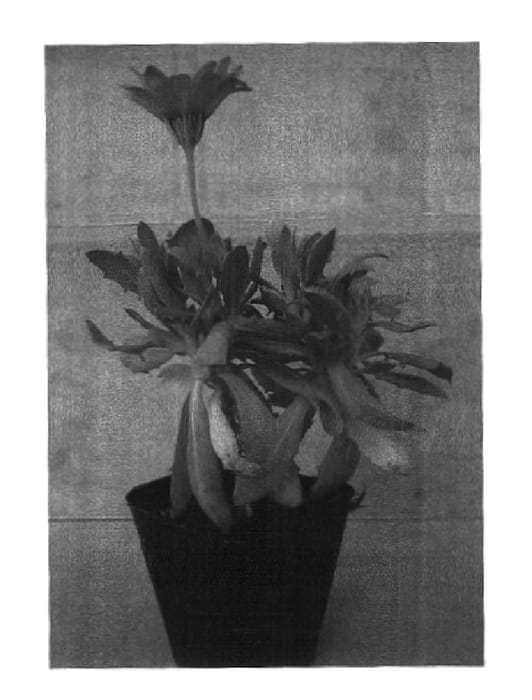 Figure 1 of US plant patent PP18002, the photograph of Spark Orange printed in the patent.