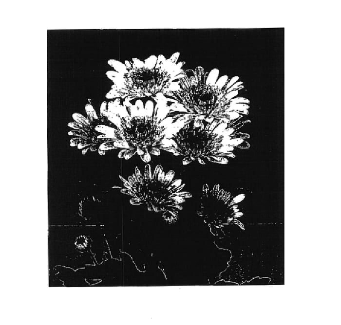 Figure 1 of US plant patent PP18003, the photograph of Apennine printed in the patent.