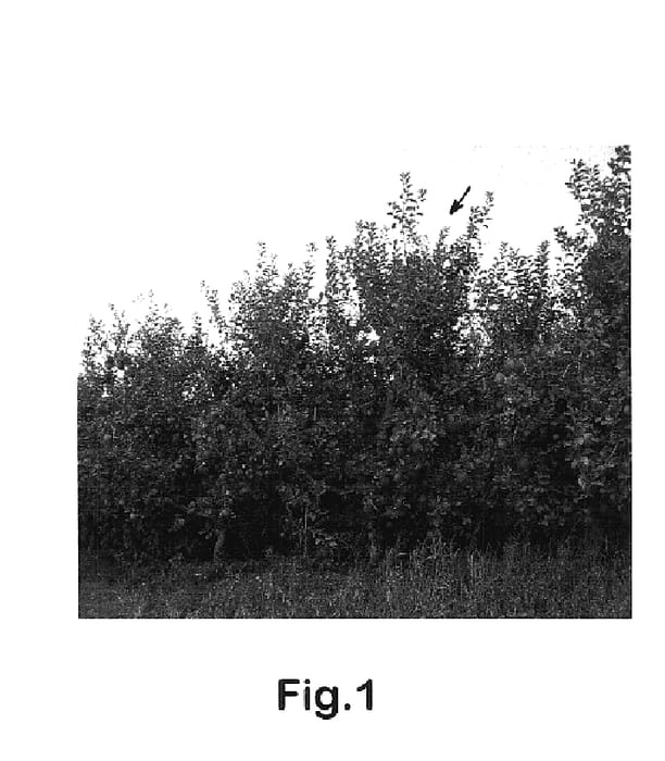 Figure 1 of US plant patent PP18004, the photograph of Eppich 2 printed in the patent.