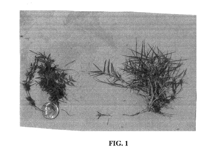 Figure 1 of US plant patent PP18005, the photograph of RJT printed in the patent.