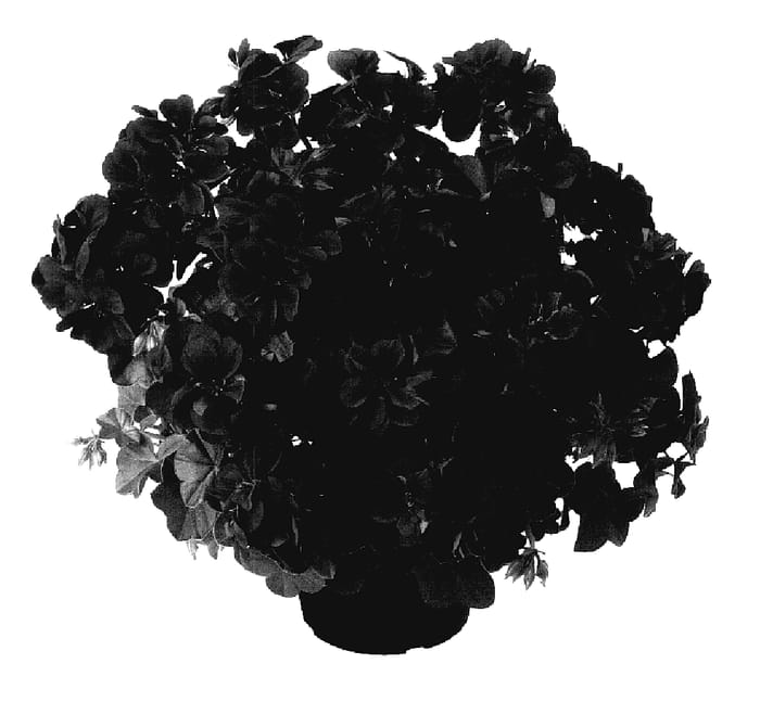 Figure 1 of US plant patent PP18006, the photograph of Duepamerl printed in the patent.