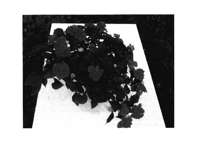 Figure 1 of US plant patent PP18007, the photograph of Silte Rossa printed in the patent.