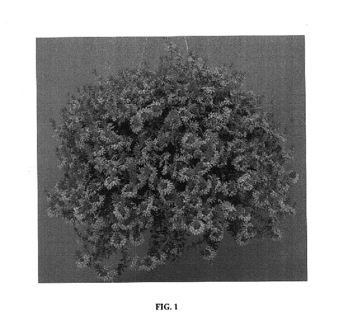 Figure 1 of US plant patent PP18008, the photograph of Bomy Litbule printed in the patent.
