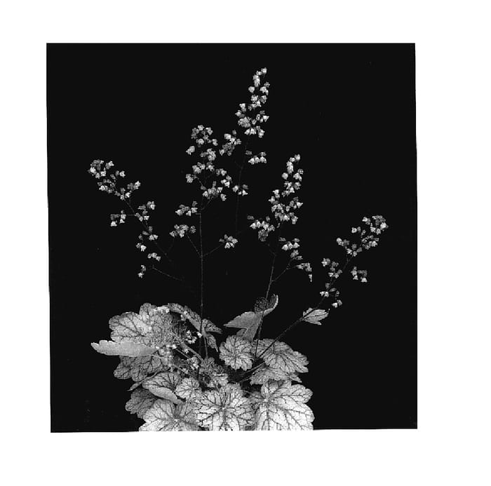 Figure 1 of US plant patent PP18009, the photograph of Peppermint Spice printed in the patent.
