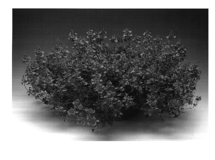 Figure 1 of US plant patent PP18010, the photograph of Diastrapin printed in the patent.