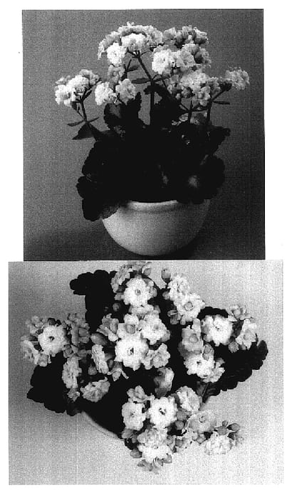 Figure 1 of US plant patent PP18011, the photograph of Yazmin printed in the patent.