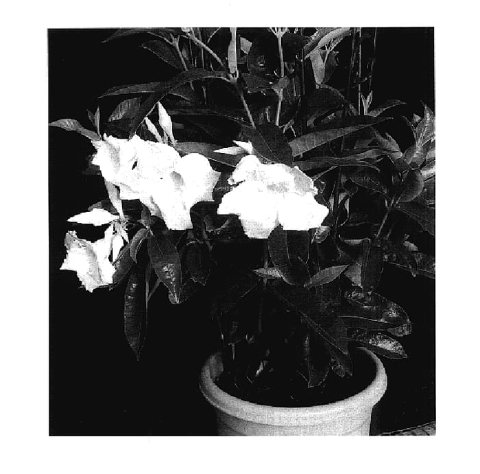 Figure 1 of US plant patent PP18012, the photograph of White Velvet printed in the patent.