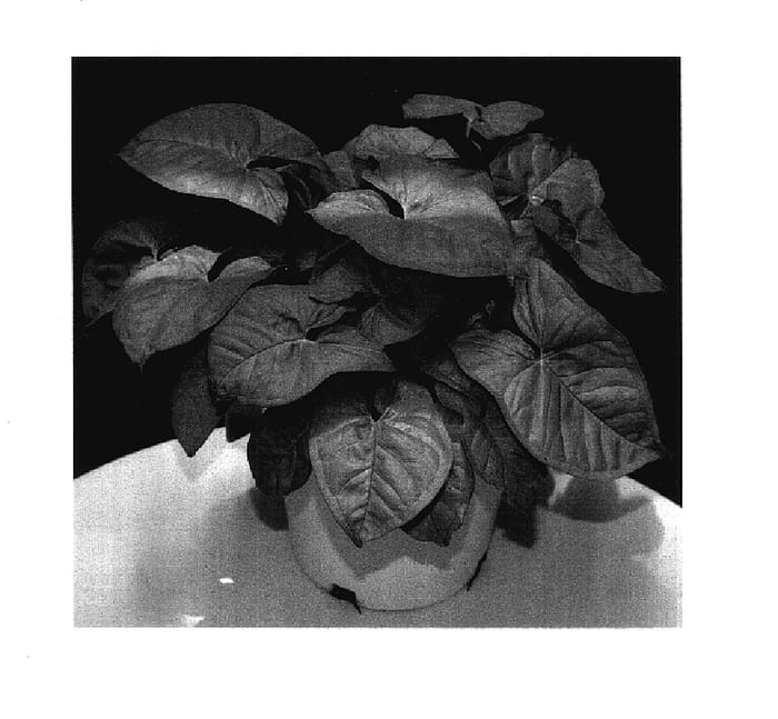 Figure 1 of US plant patent PP18013, the photograph of Neon Robusta printed in the patent.