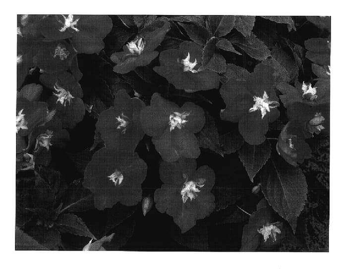 Figure 1 of US plant patent PP18014, the photograph of Silte Pinkcie printed in the patent.