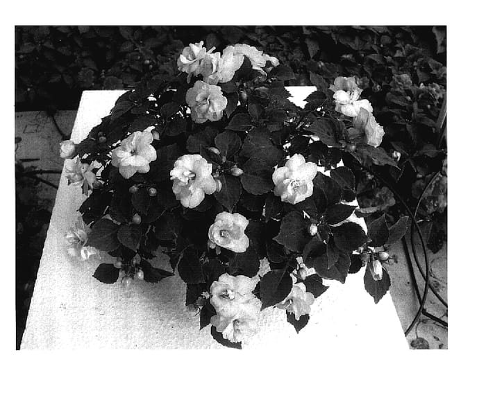 Figure 1 of US plant patent PP18015, the photograph of Silte Litpinka printed in the patent.