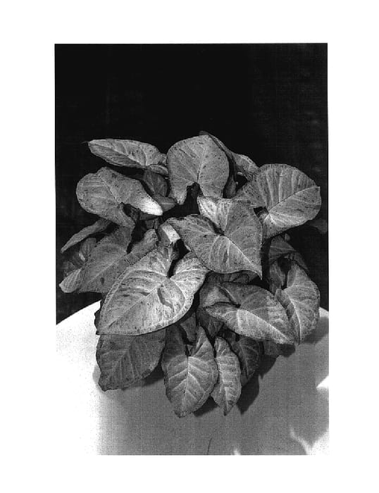 Figure 1 of US plant patent PP18016, the photograph of Confetti printed in the patent.